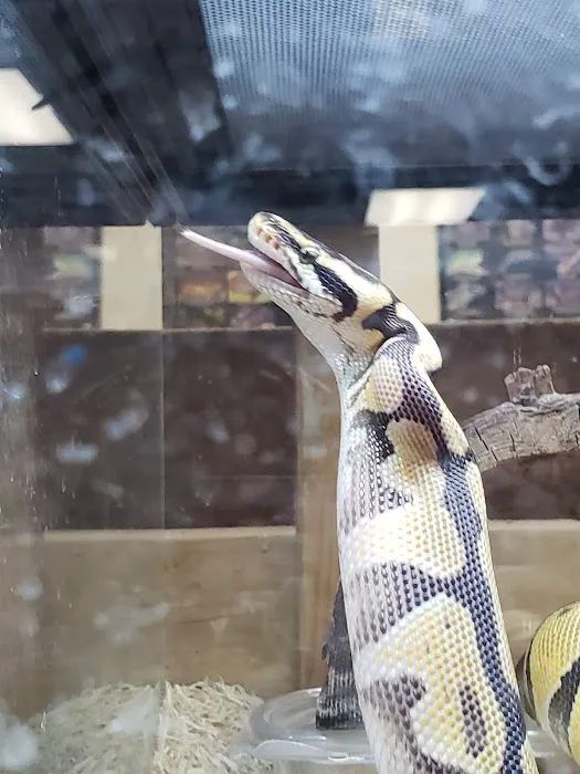 The Reptile Den Picture 9