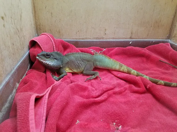 The Reptile Den Picture 7
