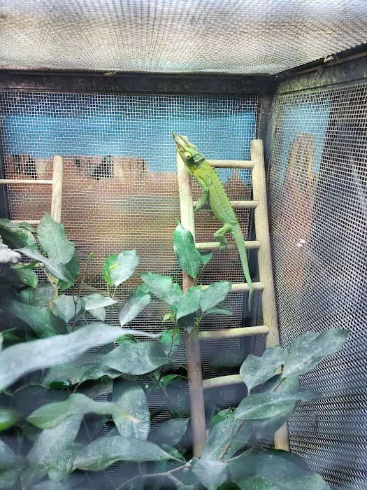 The Reptile Den Picture 8