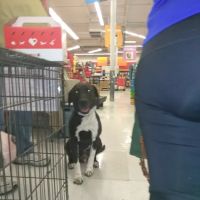 Petco ico