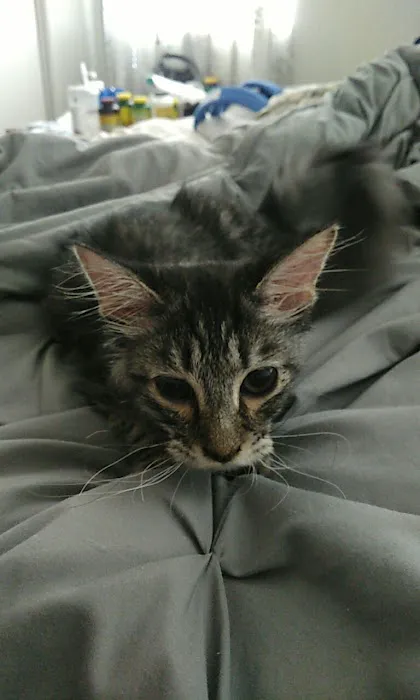 Banfield Pet Hospital Picture 3