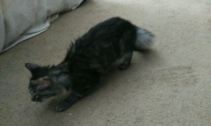 Banfield Pet Hospital Picture 1