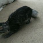 Banfield Pet Hospital