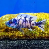 West coast cichlid supply LLC ico