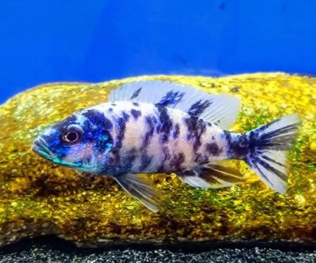 West coast cichlid supply LLC