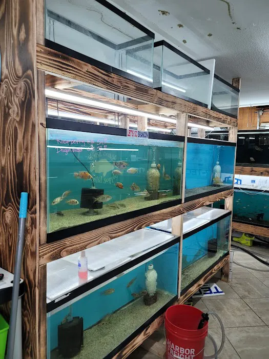 West coast cichlid supply LLC Picture 8