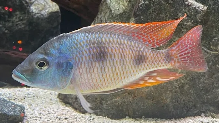 West coast cichlid supply LLC Picture 5