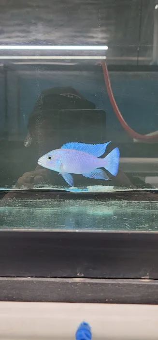 West coast cichlid supply LLC Picture 9