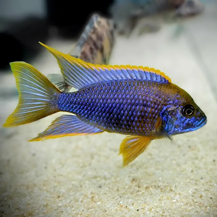 West coast cichlid supply LLC Picture 10