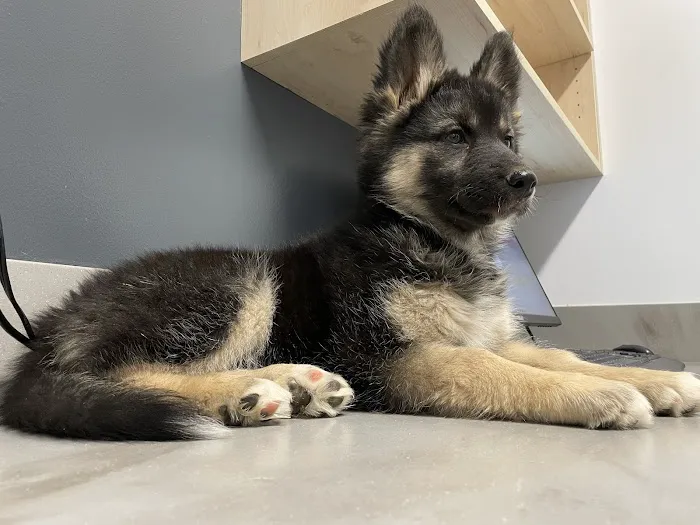 Queen Creek Veterinary Clinic Picture 5