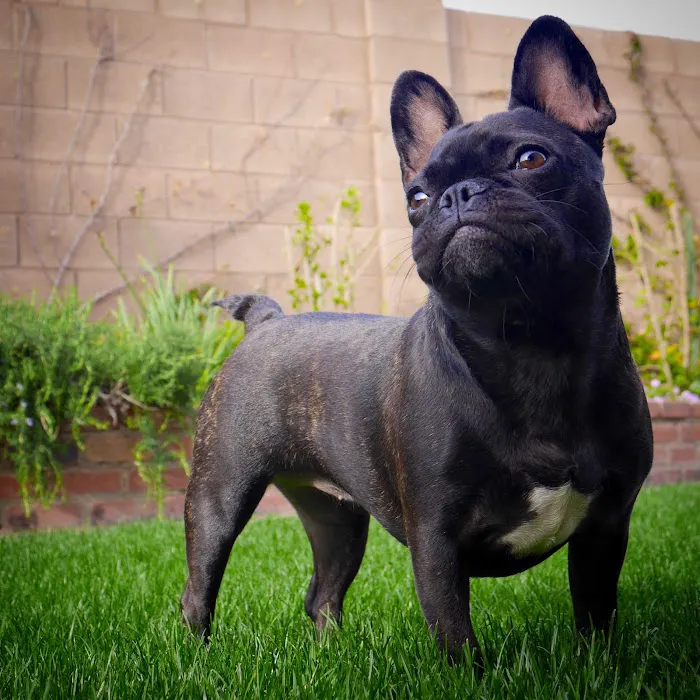 Queen Creek Veterinary Clinic Picture 7