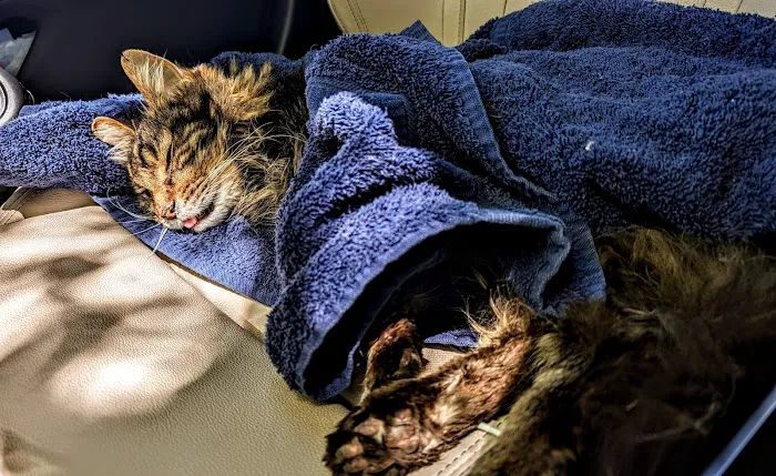 Queen Creek Veterinary Clinic Picture 6