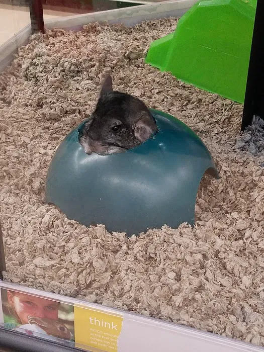 Petco Picture 6