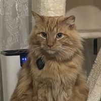 CityVet | Queen Creek ico
