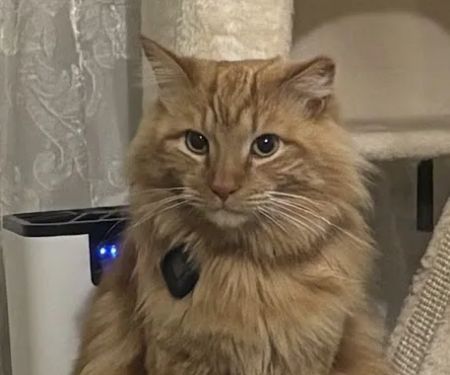 CityVet | Queen Creek