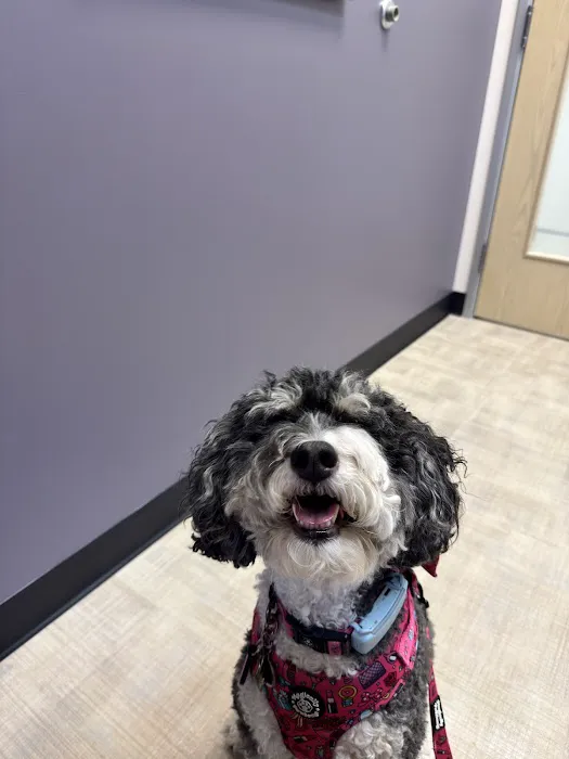 CityVet | Queen Creek Picture 7