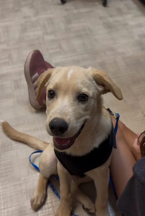 CityVet | Queen Creek Picture 4