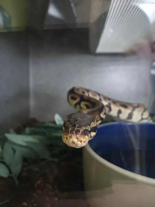 Hidden Valley reptile and pets, formally Kritters pets. Picture 1