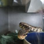 Hidden Valley reptile and pets, formally Kritters pets.