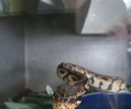 Hidden Valley reptile and pets, formally Kritters pets.