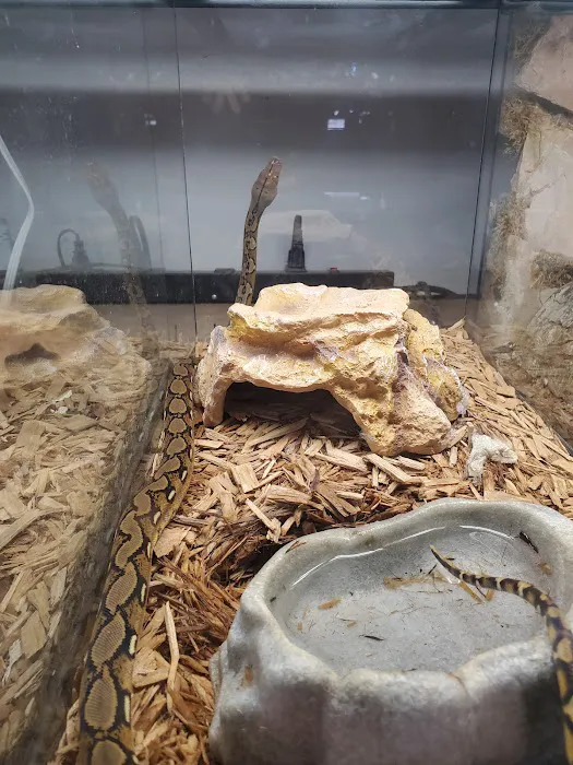 Hidden Valley reptile and pets, formally Kritters pets. Picture 7