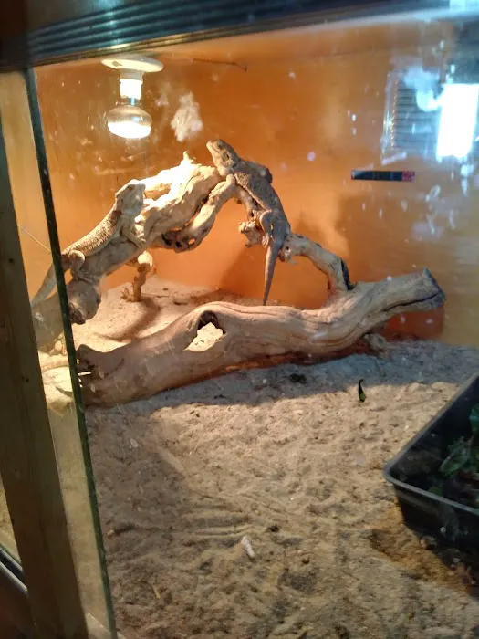 Hidden Valley reptile and pets, formally Kritters pets. Picture 8