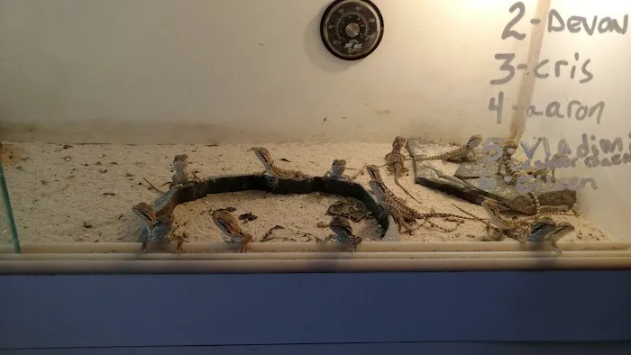 Hidden Valley reptile and pets, formally Kritters pets. Picture 10
