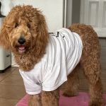 ARISE Veterinary Center