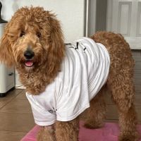 ARISE Veterinary Center ico