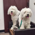 Dr. Kelly's Surgical Unit - Queen Creek