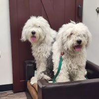 Dr. Kelly's Surgical Unit - Queen Creek ico