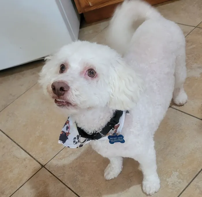 Top Dog Pet Store & Grooming Picture 2