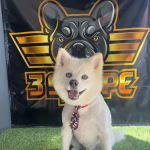 Top Dog Pet Store & Grooming