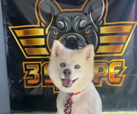 Top Dog Pet Store & Grooming