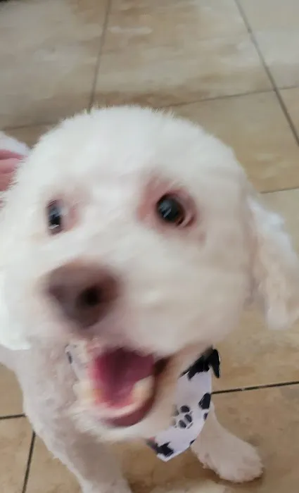 Top Dog Pet Store & Grooming Picture 3