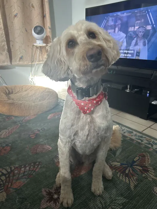 Top Dog Pet Store & Grooming Picture 7