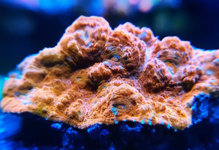 Reef Runner's Aquarium Service Picture 8