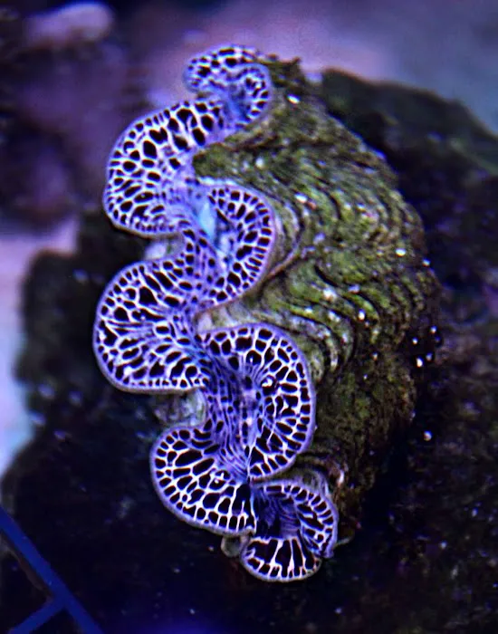 Reef Runner's Aquarium Service Picture 5
