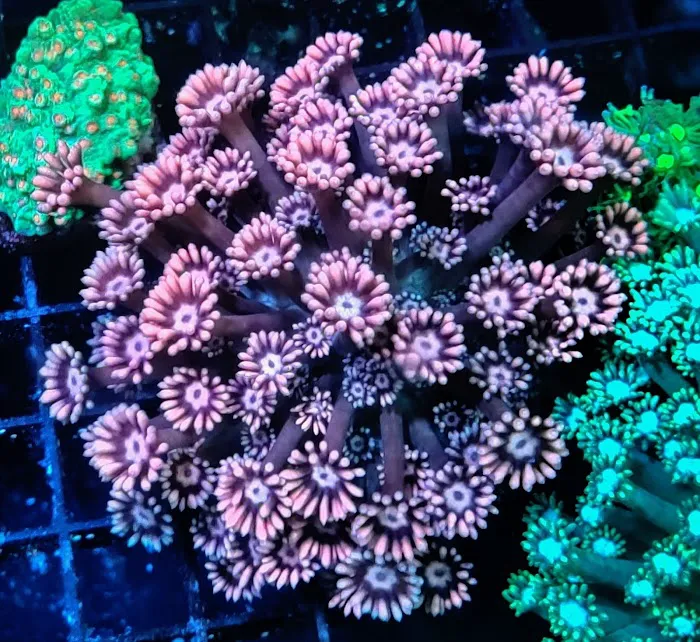 Reef Runner's Aquarium Service Picture 6