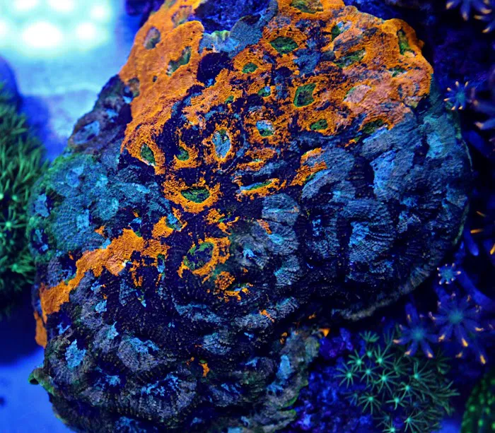 Reef Runner's Aquarium Service Picture 9