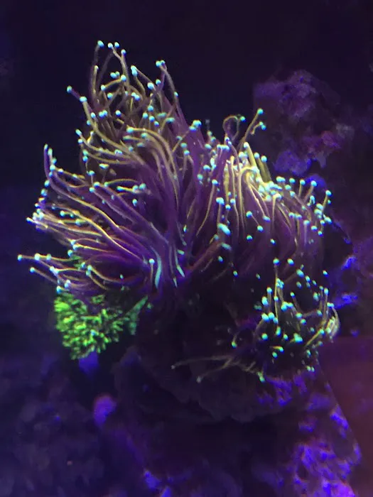 Reef Runner's Aquarium Service Picture 10