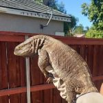Westisbest Reptiles LLC