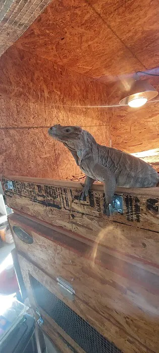 Westisbest Reptiles LLC Picture 8