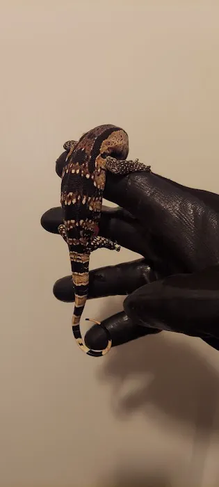 Westisbest Reptiles LLC Picture 9