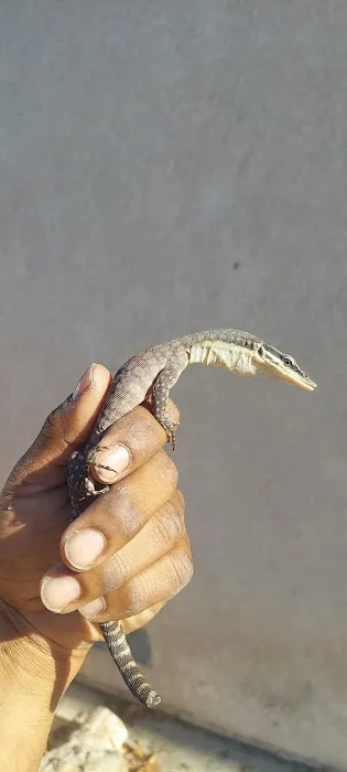 Westisbest Reptiles LLC Picture 5