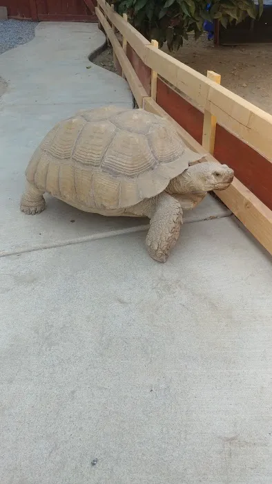 Westisbest Reptiles LLC Picture 10