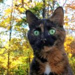 Compassionate Animal Care