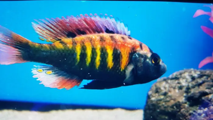 Fish Frenzy Picture 8