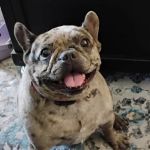 Lovet Pet Health Care - Queen Creek