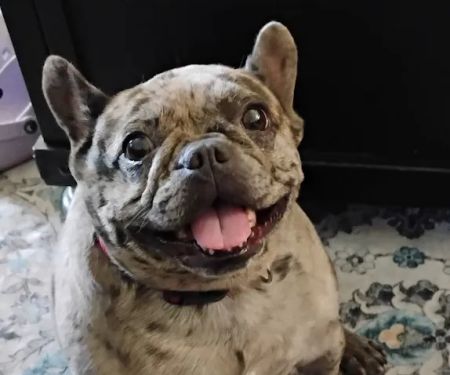 Lovet Pet Health Care - Queen Creek
